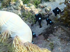 Dascyllus trimaculatus