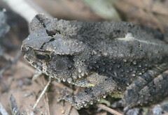 Sclerophrys togoensis