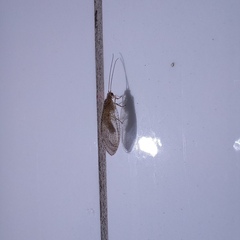 Nusalala tessellata