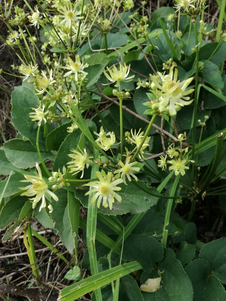 Common Burnleaf