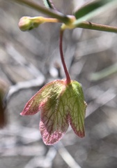 Mirabilis coccinea