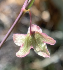 Mirabilis coccinea