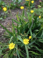 Ixeris chinensis