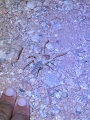 Solifugae