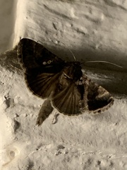 Chrysodeixis includens