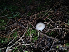 Marasmiineae