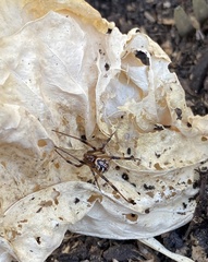 Latrodectus hesperus
