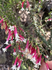 Epacris longiflora