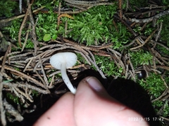 Marasmiineae