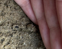 Gelastocoris oculatus