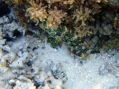 Cheilinus chlorourus