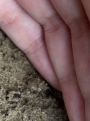 Gelastocoris oculatus