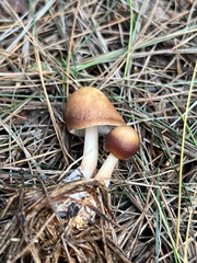 Rhodocollybia butyracea