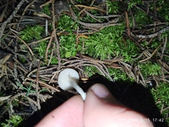 Marasmiineae