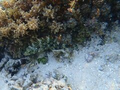 Cheilinus chlorourus