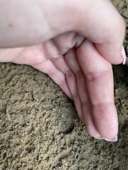 Gelastocoris oculatus