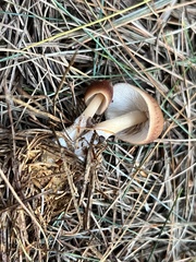 Rhodocollybia butyracea