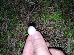 Marasmiineae