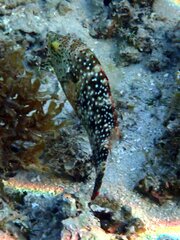 Cheilinus chlorourus