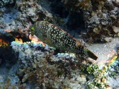 Cheilinus chlorourus