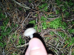 Marasmiineae