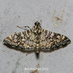 Glyphodes onychinalis