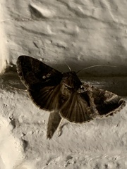 Chrysodeixis includens