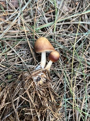 Rhodocollybia butyracea