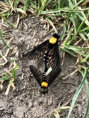 Chrysopilus thoracicus