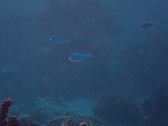 Chromis viridis