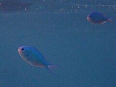 Chromis viridis