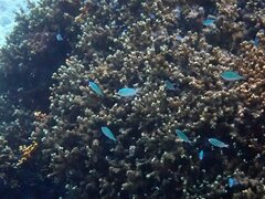 Chromis viridis
