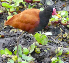 Jacana jacana