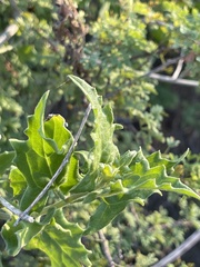 Bebbia atriplicifolia