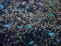 Chromis viridis