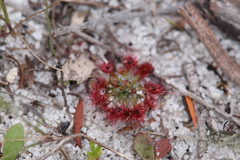 Drosera micrantha