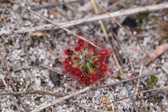 Drosera micrantha