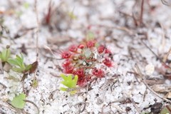Drosera micrantha