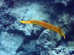 Aulostomus chinensis