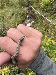 Thamnophis elegans