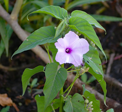 Ipomoea carnea fistulosa