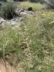 Sporobolus cryptandrus