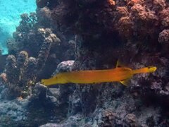 Aulostomus chinensis