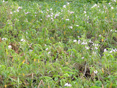 Ipomoea carnea fistulosa