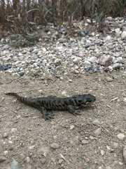 Ambystoma mavortium