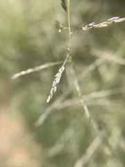 Sporobolus cryptandrus