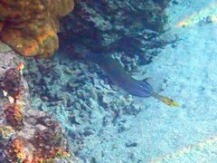 Aulostomus chinensis