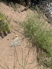 Sporobolus cryptandrus