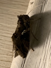 Chrysodeixis includens