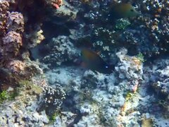 Zebrasoma scopas